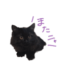 黒猫すたんぷ_よる（個別スタンプ：16）