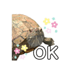 のんちゃんの使える日常スタンプ（個別スタンプ：1）
