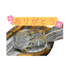のんちゃんの使える日常スタンプ（個別スタンプ：3）