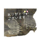 のんちゃんの使える日常スタンプ（個別スタンプ：4）