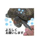 のんちゃんの使える日常スタンプ（個別スタンプ：6）