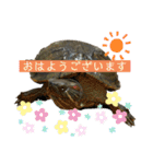 のんちゃんの使える日常スタンプ（個別スタンプ：8）