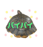 のんちゃんの使える日常スタンプ（個別スタンプ：20）