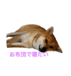 柴犬 モコにょんの日常（個別スタンプ：1）
