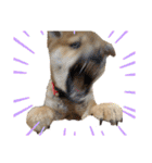 柴犬 モコにょんの日常（個別スタンプ：2）