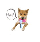 柴犬 モコにょんの日常（個別スタンプ：3）