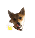 柴犬 モコにょんの日常（個別スタンプ：5）