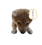 柴犬 モコにょんの日常（個別スタンプ：6）