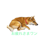 柴犬 モコにょんの日常（個別スタンプ：7）