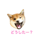 柴犬 モコにょんの日常（個別スタンプ：8）