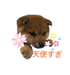 柴犬 モコにょんの日常（個別スタンプ：9）
