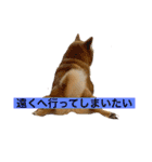 柴犬 モコにょんの日常（個別スタンプ：10）