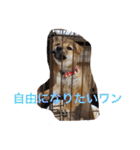 柴犬 モコにょんの日常（個別スタンプ：11）