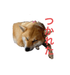 柴犬 モコにょんの日常（個別スタンプ：12）