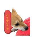 柴犬 モコにょんの日常（個別スタンプ：13）