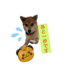 柴犬 モコにょんの日常（個別スタンプ：14）