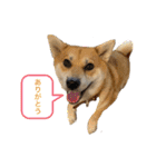 柴犬 モコにょんの日常（個別スタンプ：15）