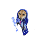 柴犬 モコにょんの日常（個別スタンプ：16）