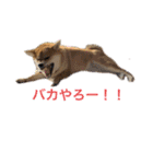 柴犬 モコにょんの日常（個別スタンプ：17）