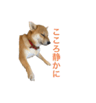 柴犬 モコにょんの日常（個別スタンプ：18）
