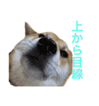 柴犬 モコにょんの日常（個別スタンプ：19）