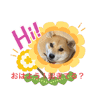 柴犬 モコにょんの日常（個別スタンプ：20）