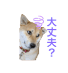 柴犬 モコにょんの日常（個別スタンプ：21）