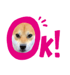 柴犬 モコにょんの日常（個別スタンプ：22）