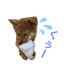 柴犬 モコにょんの日常（個別スタンプ：23）