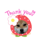 柴犬 モコにょんの日常（個別スタンプ：24）