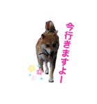 柴犬 モコにょんの日常（個別スタンプ：25）