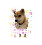 柴犬 モコにょんの日常（個別スタンプ：27）