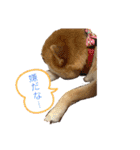 柴犬 モコにょんの日常（個別スタンプ：28）