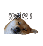 柴犬 モコにょんの日常（個別スタンプ：29）
