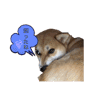 柴犬 モコにょんの日常（個別スタンプ：30）