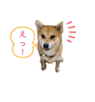 柴犬 モコにょんの日常（個別スタンプ：32）