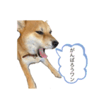 柴犬 モコにょんの日常（個別スタンプ：33）