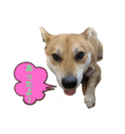 柴犬 モコにょんの日常（個別スタンプ：34）