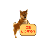 柴犬 モコにょんの日常（個別スタンプ：35）
