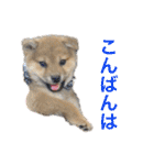 柴犬 モコにょんの日常（個別スタンプ：36）