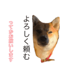 柴犬 モコにょんの日常（個別スタンプ：38）