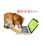 柴犬 モコにょんの日常（個別スタンプ：39）