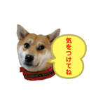 柴犬 モコにょんの日常（個別スタンプ：40）