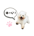 ビションフリーゼ もなか（個別スタンプ：4）