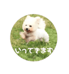 ビションフリーゼ もなか（個別スタンプ：6）