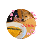 柴犬がんもとりくの日常（個別スタンプ：1）