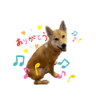 柴犬がんもとりくの日常（個別スタンプ：2）