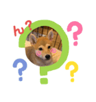 柴犬がんもとりくの日常（個別スタンプ：3）