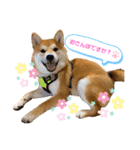 柴犬がんもとりくの日常（個別スタンプ：5）
