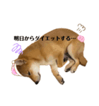 柴犬がんもとりくの日常（個別スタンプ：6）